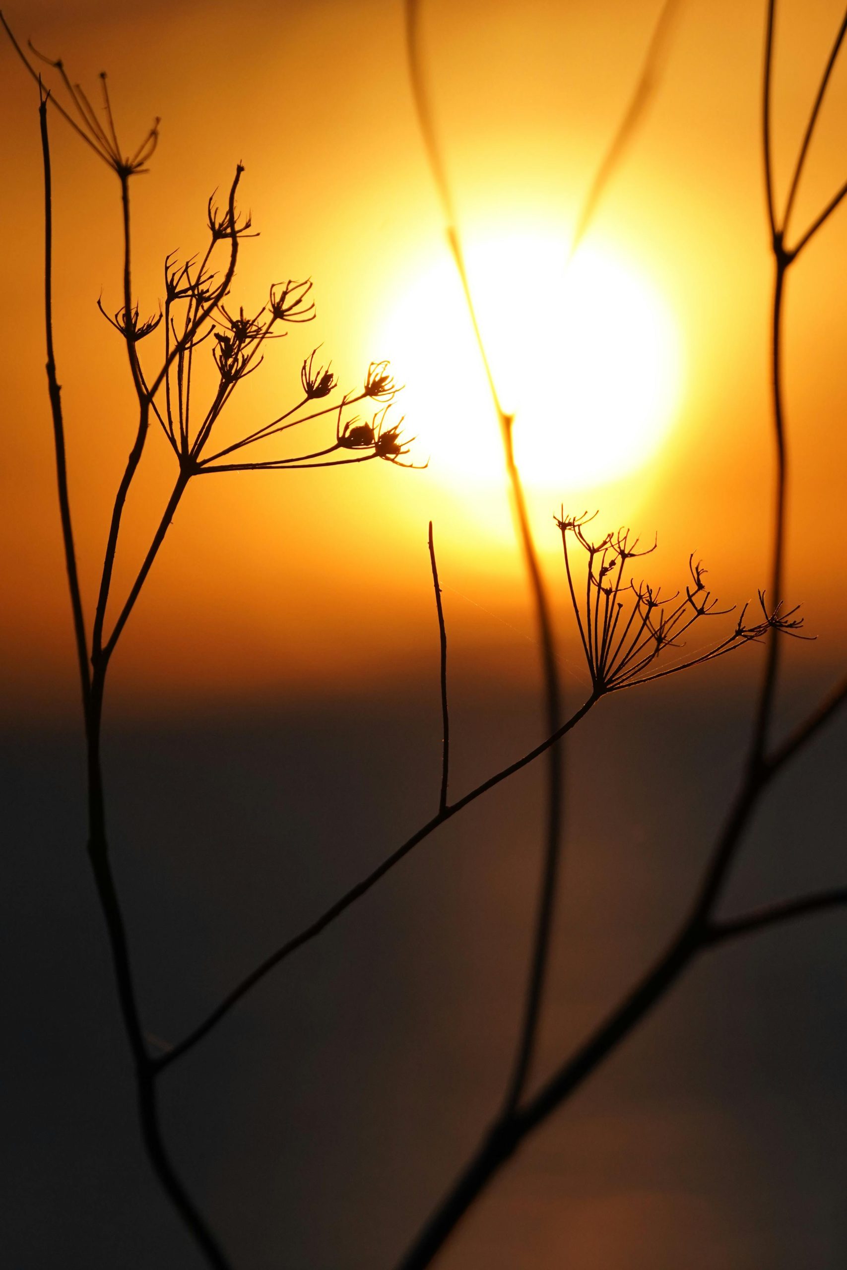Free stock photo of 4k nature background, 4k photography, a beautiful view