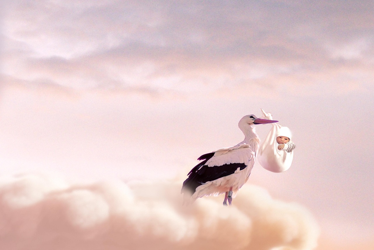 birth, baby, stork, birth, birth, birth, birth, stork, stork, stork, stork, stork
