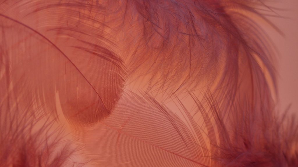 Close-up of delicate red feathers forming a textured abstract background, perfect for artistic designs.